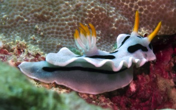 Nudibranch
